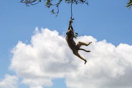 Hanging monkey by Marijke Arends-Meiring