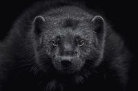 Wolverine - Gulo gulo