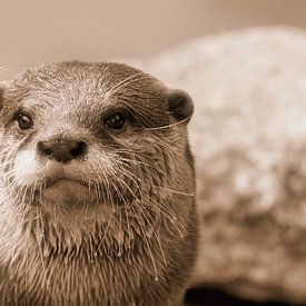 En portret van een gouden otter van WeVaFotografie