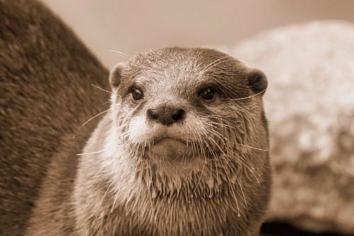 En portret van een gouden otter