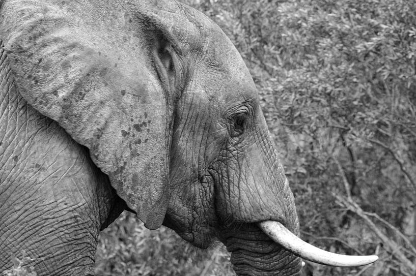 Dwalende olifant van Dustin Musch