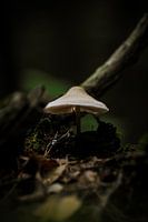 Paddenstoel in het bos