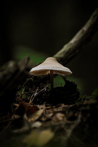 Champignon dans la forêt