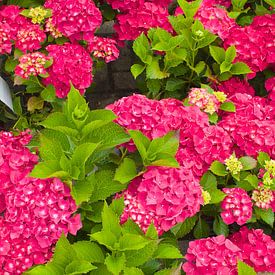 Roze Hortensia van Berthilde van der Leij