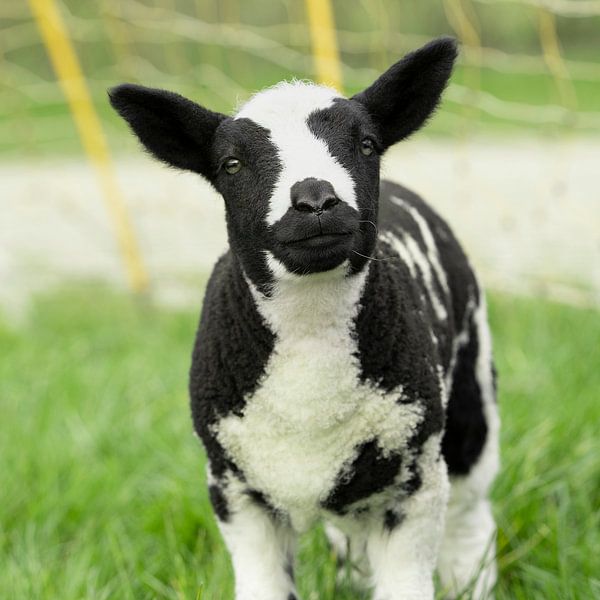 Portret van een schattig klein lammetje in een groen grasveld. van Leoniek van der Vliet
