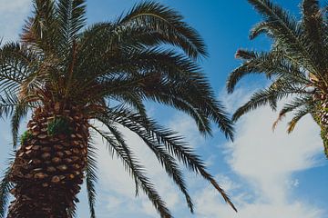 Twee palmbomen in de zomer van Marjolijn Maljaars