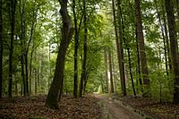 Een pad door het frisgroene bos