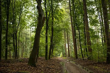 Een pad door het frisgroene bos van Jan-Matthijs van Belzen