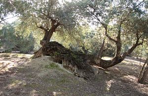 Liegender Olivenbaum in andalusischer Landschaft