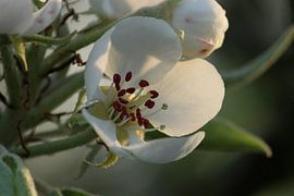 Bloesem von t de bruin