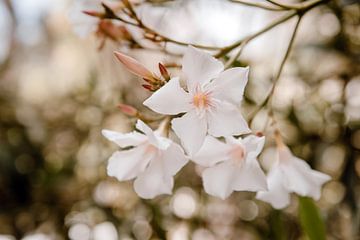 Witte Bloemen uit Portugal van Lia Remmelzwaal