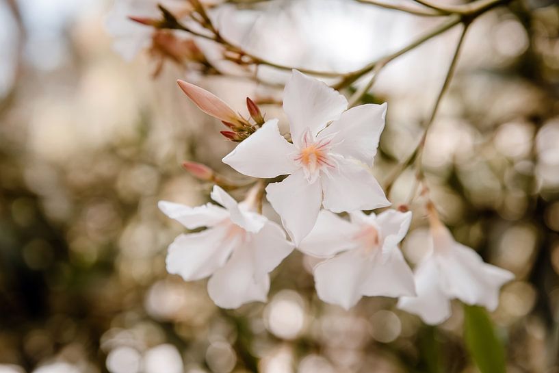 Fleurs blanches du Portugal par Lia Remmelzwaal