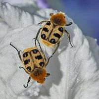 Penseelkevers in de zon