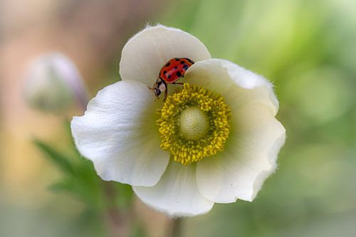 Witte anemoon met lieveheersbeestje