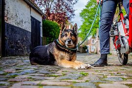 Donar by Joy Droogsma