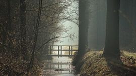 Moody stream van Nick Isselman