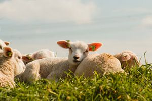 Lämmer in der Frühlingssonne auf dem Deich bei Rilland