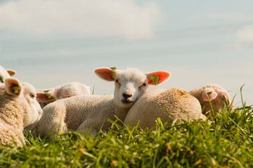 Lambs in the spring sun on the dike near Rilland by Sabina Meerman