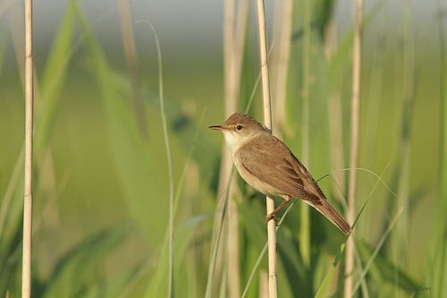 Common Reed Warbler