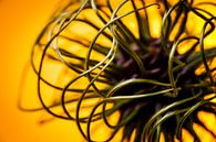 Abstract beeld van een bloem knop van een clematis / klimplant van Geert D thumbnail