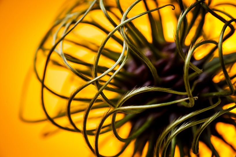 Abstract beeld van een bloem knop van een clematis / klimplant van Geert D