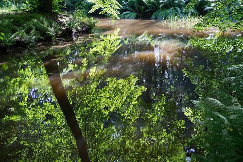 Weerspiegeling van de bladeren in het zonlicht
