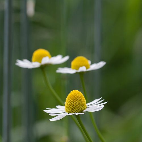 Margrieten in een roggeveld. van Wim de Lange