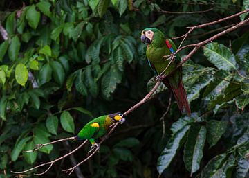 Parrot and Macaw next to each other by Lennart Verheuvel