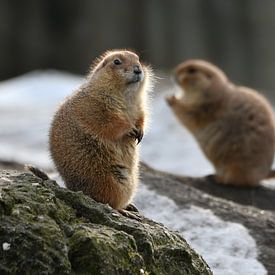 Group of prairie dogs by Chihong