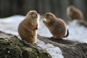 Group of prairie dogs by Chihong