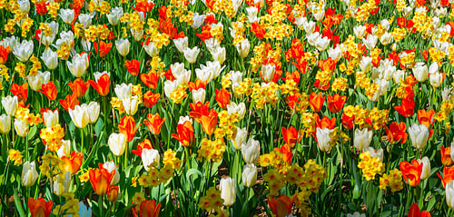 Un tapis de fleurs. Une explosion de couleurs.