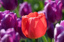 rode tulp met tegenlicht tussen paarse tulpen van W J Kok