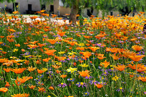 Wildblumen in Südafrika