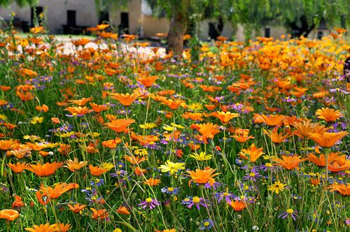 Wildflowers in South Africa