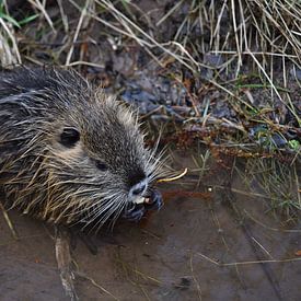 Nutria von Matthias Spartz