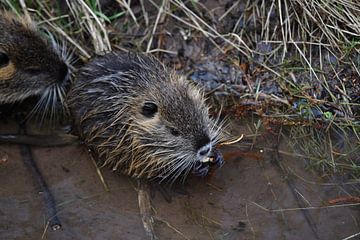 Coypu by Matthias Spartz