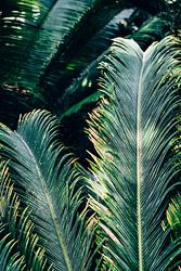 Groene Palm Bladeren