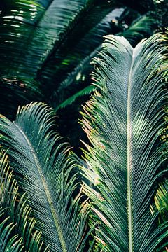 Feuilles de palmier vertes sur Patrycja Polechonska
