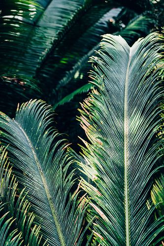 Green Palm Leaves by Patrycja Polechonska