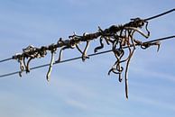 withered vines by Norman Krauß thumbnail