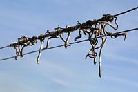 withered vines
