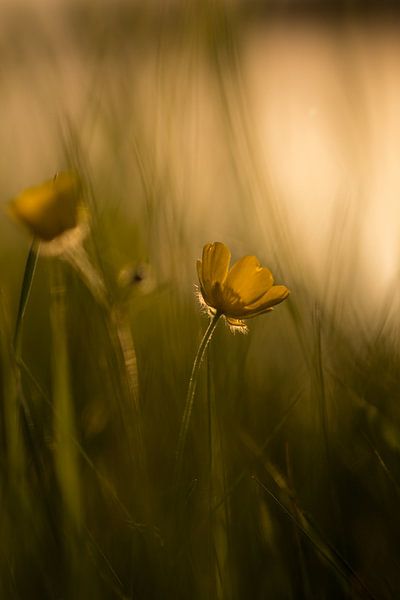 Shining in the evening sun by Marianne Henstra