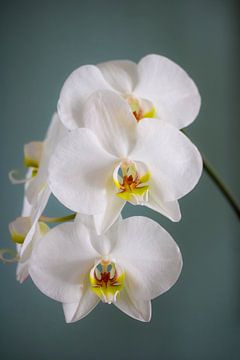 Orchidee Phalaenopsis wit van Fotos by Angelique
