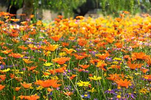 Prairie de fleurs sauvages Afrique du Sud