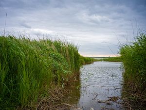 Halbinsel Darß - Blick auf den Bodden