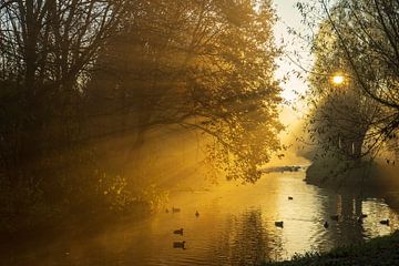 Magische zonnestralen van Amanda van den Berg / Fotografie Amanda