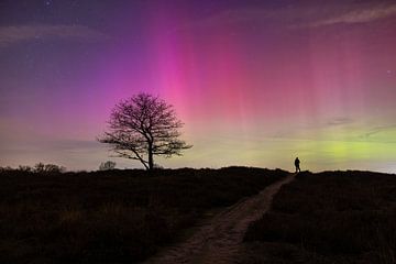 Nordlicht in den Gasterse Dünen von Lesley Rosenberger