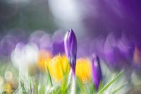 krokus