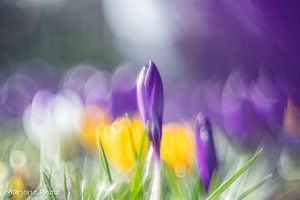 crocus