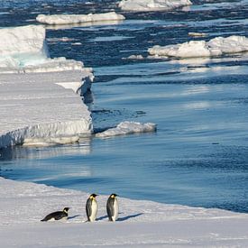 Kaiserpinguin auf antarktischer Eisscholle von Family Everywhere